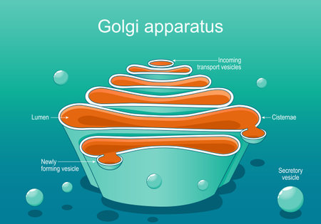 Structure of a Golgi complex. Close-up of Golgi apparatus anatomy. Cross section of cell organelle. isometric flat vector illustrationのイラスト素材