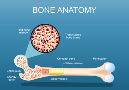 Bone anatomy. Structure of a femur. Close-up of a cross section of Spongy Trabeculated bone tissue with Red bone marrow. vector illustrationのイラスト素材