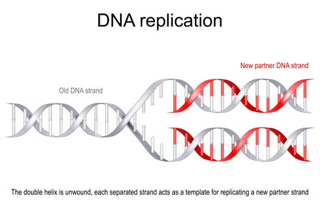 Model of a DNA Replication. The old double helix (gray) is unwound, each separated strand acts as a template for replicating a new partner strand (red). vector flat illustrationのイラスト素材