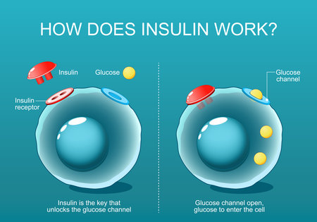 Insulin is the key that unlocks the glucose channel in a cell. Close-up of cells with Glucose channel and Insulin receptor. insulin resistance and sensitivity. Isometric Flat vector illustration.のイラスト素材