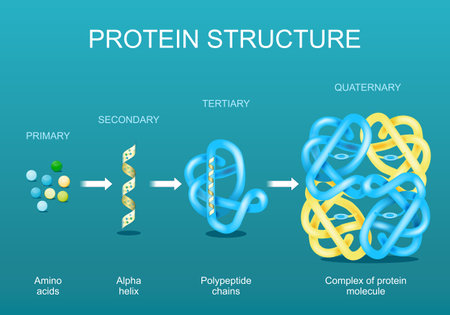 Protein structure. Amino acids, Alpha helix, Polypeptide chains, and Complex of protein molecule. Protein is a polymer (polypeptide) that is formed from sequences of amino acids. Isometric Flat vector illustration.のイラスト素材