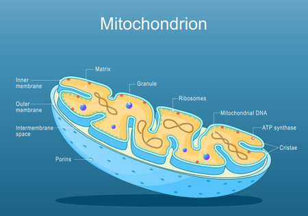 Mitochondria structure. Anatomy of motochondrion. Cross section of motochondrion. Close-up of Ribosomes, ATP synthase, Cristae, Granule, Porins, Matrix. Isometric Flat vector illustrationのイラスト素材