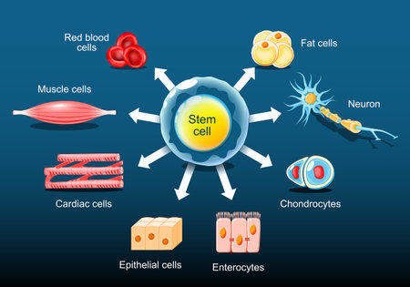 Stem cells can become any tissue in the body. Differentiation of stem cells. Isometric Flat vector illustrationのイラスト素材