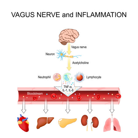 Vagus Nerve and Inflammation. Systemic Inflammatory Response. Vector illustrationのイラスト素材