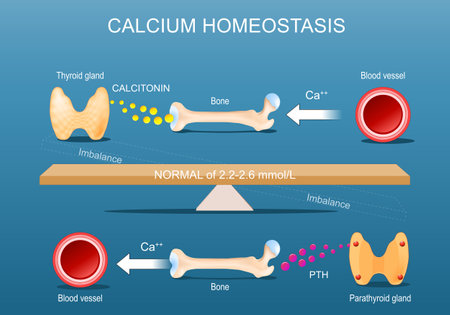 Calcium homeostasis. Calcium balance and Bone mineralization. Calcitonin, Parathyroid hormone PTH and Vitamin D metabolism. Vector posterのイラスト素材