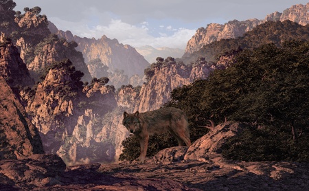 Wolf coming out of the woods in a mountain canyon.