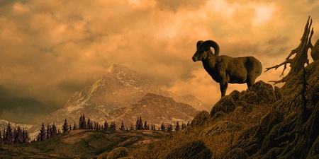 Bighorn sheep in the Rocky Mountain high country.の写真素材