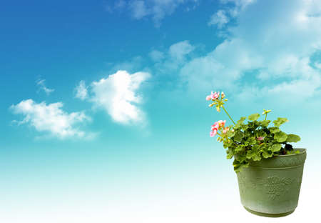 Nice spring flowers on the sky backgroundの写真素材