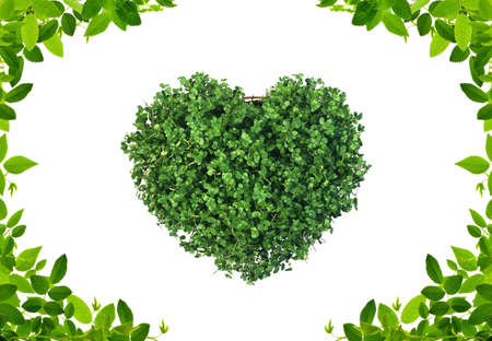 Green frame on the white background with heartの写真素材