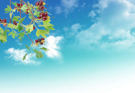 Nice spring situation for your design on sky backgroundの写真素材
