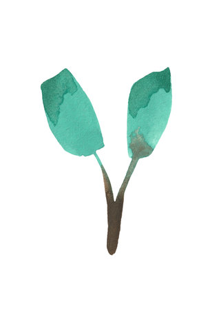 Watercolor leaf for decorative use of patterns, wedding and spring themesの写真素材