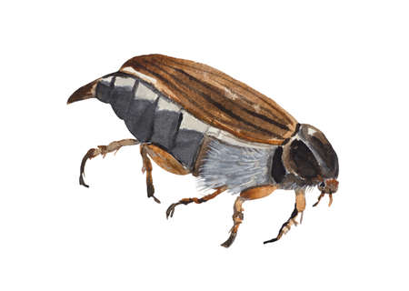 beetle, melolontha, danger, insect, isolation, animal, bug, autumn, flyer, season europe,...