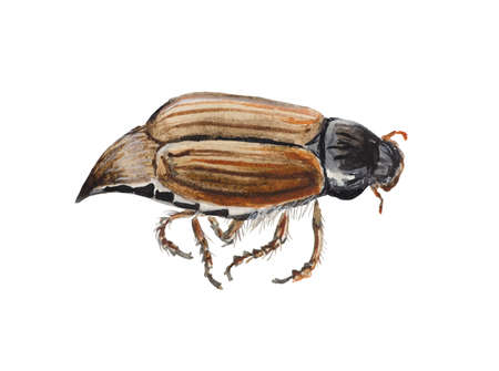 beetle, melolontha, danger, insect, isolation, animal, bug, autumn, flyer, season europe, watercolor, isolated, painting, nsect, spring, europe, hexapod, flier, chafer, cockchafer, white, background, handdrawn, design, inspiration , halloween, decor, natural, seasonの写真素材