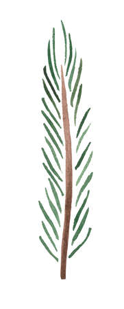 Watercolor element, pine twig.