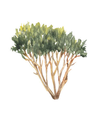 Watercolor element, an mountain pine tree (Pinus mugo Pumilio) that grows on the hills For decoration of design compositions on the theme of hiking, conquering peaks, tourism, wildlife.の写真素材
