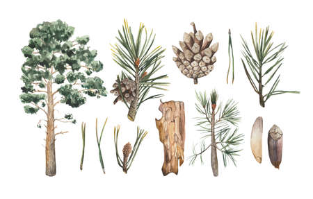 Alpine pine, needles, a ripe pine cone, a piece of bark from a fallen tree, a seed and a segment of a cone. For use in illustrations with conifer elementsの写真素材