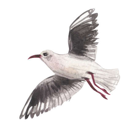 Watercolor seagull in flight with wings spread wide. For design compositions on the theme of an unforgettable summer holiday on the coast of the sea or ocean. Symbolizes sunny calm weather.の写真素材