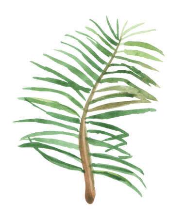 Watercolor palm branch with leaves on a white background, for design compositions on the theme of vacation, travel, summer holidays.の写真素材