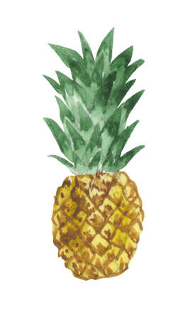 Watercolor fruit of ripe pineapple on a white background. Ideal for compositions on the theme of summer holidays in tropical countries.の写真素材
