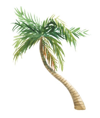 Watercolor palm on a white background, for design compositions on the theme of vacation, travel, summer holidays.の写真素材