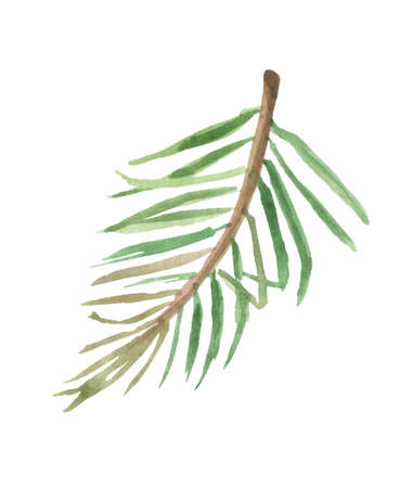 Watercolor palm branch with leaves on a white background, for design compositions on the theme of vacation, travel, summer holidays.の写真素材
