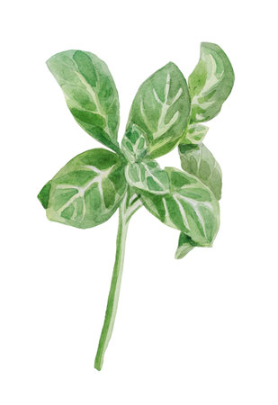 Watercolor leaves of green basil. Composition on a white background, for design decisions on the theme of vegetables and cookingの写真素材