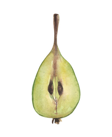 Watercolor pear. Composition on a white background, for design decisions on the theme of cooking, preservation, fruits, salads.の写真素材