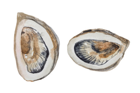 A watercolor set of two oysters on a white background, for compositions on the theme of seafood, a great addition to designer compositions.の写真素材