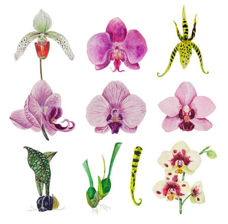 A large set of orchid flowers, phalaenopsis, cambria and cypripedium. Hand-painted in watercolor, suitable for blending in compositions or patterns. On a white isolated backgroundの写真素材