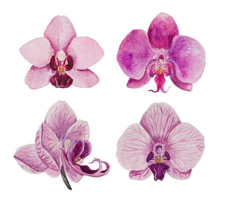 Set consisting of pink orchid phalaenopsis flowers Hand-painted in watercolor, suitable for blending in composition and patterns. white isolated backgroundの写真素材