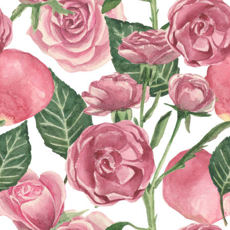Watercolor pattern of roses and stems with leaves on a white backgroundの写真素材