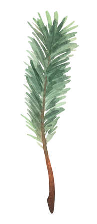 A fir branch, as a symbol of the New Year, on a white background. Hand-drawn watercolor painting.の写真素材