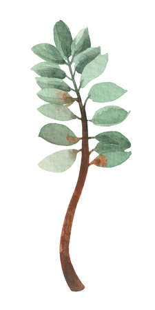 Decorative eucalyptus leaf painted with watercolor on a white background. Ideal decor for winter holidays.の写真素材