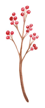 Decorative branch of mountain ash on a white background. Ideal decor for winter holidays.の写真素材