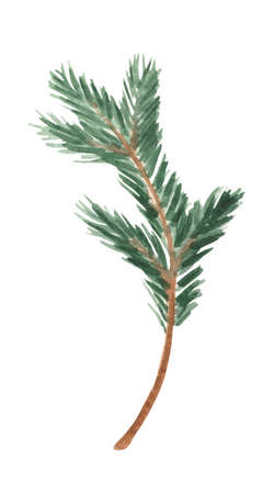 A fir branch, as a symbol of the New Year, on a white background. Hand-drawn watercolor painting.の写真素材