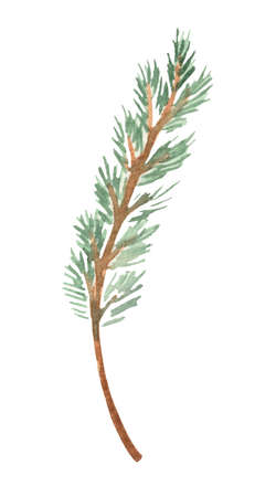 A fir branch, as a symbol of the New Year, on a white background. Hand-drawn watercolor painting.の写真素材