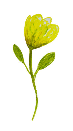 Element on a white background hand-drawn with oil pastels. Abstract yellow Freesia.の写真素材