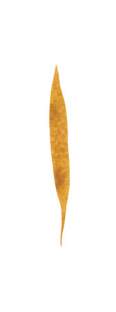 Isolated element on a white background. Hand-drawn dry, autumn fallen leaf. For design on the theme of autumn, thanksgiving, farm fairs, school events, halloweenの写真素材