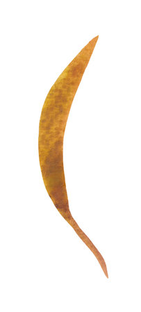 Isolated element on a white background. Hand-drawn dry, autumn fallen leaf. For design on the theme of autumn, thanksgiving, farm fairs, school events, halloweenの写真素材