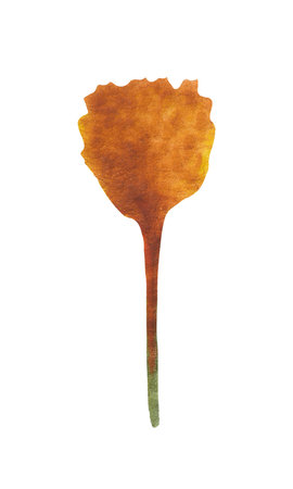 Isolated element on a white background. Hand drawn watercolor stylized dried flower. For design on the theme of autumn, thanksgiving, farm fairs, school events, halloweenの写真素材