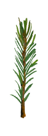Decor for Christmas and New Year. Branch of a Christmas tree on a white background. Hand drawn with oil pastelsの写真素材