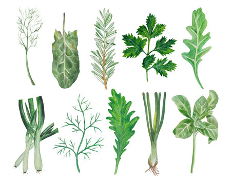 <p>Watercolor set of greens for salad. leek, sprig of dill, rucola leaf, rosemary, spinach leaf, leaves of purple basil, onion sprouts for salad, spinach leaf.</p><p><br></p>の写真素材