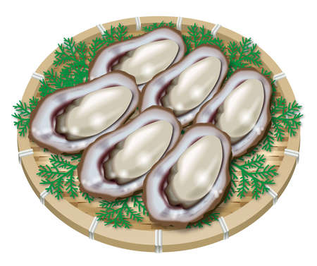 Illustration of oysters. White background.の写真素材