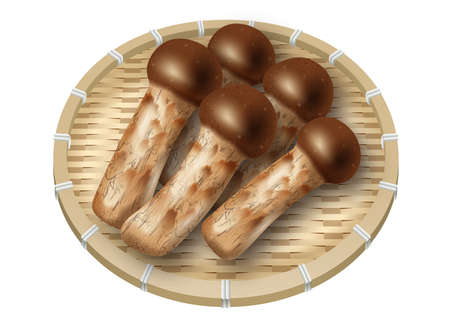 3D Illustration of Matsutake mushrooms. Japanese ingredients.の写真素材