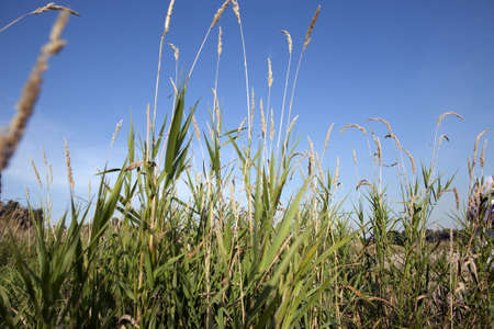 Am Strand und im Feldの写真素材