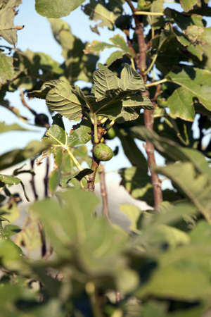Die schöne Seite Kroatiensの写真素材