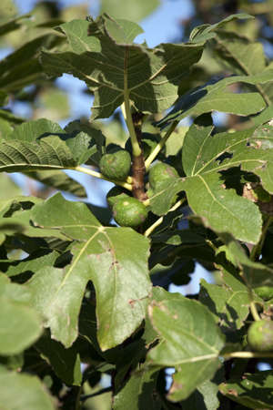 Die schöne Seite Kroatiensの写真素材