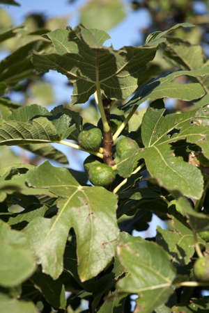 Die schöne Seite Kroatiensの写真素材