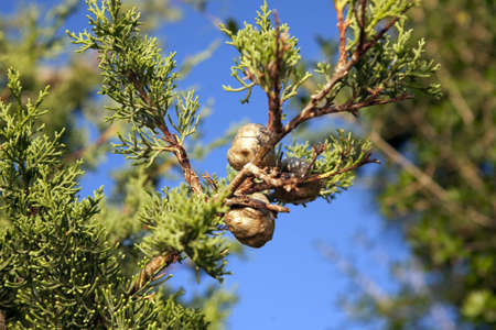 Die schöne Seite Kroatiensの写真素材