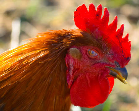 Cock-a-doodle Says the Red Coned Rooster in the Morning